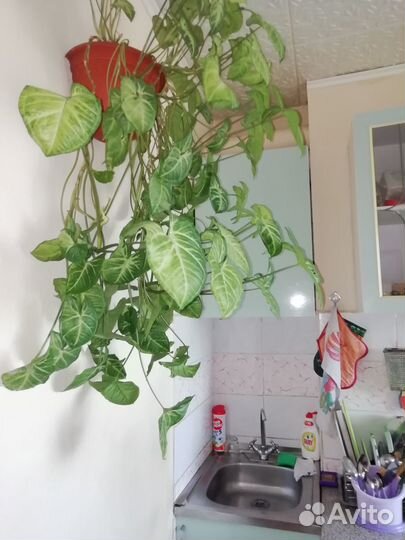 Комнатные цветы