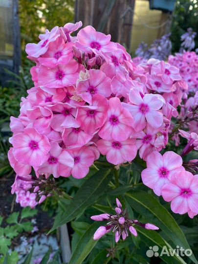 Флокс метельчатый