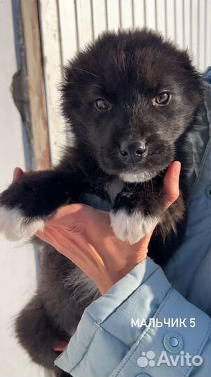 Щенки охранники от породистых собак