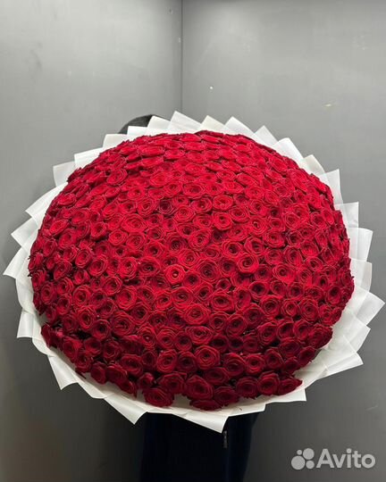 101 Роза / Букет 101 роза / 21, 31, 51