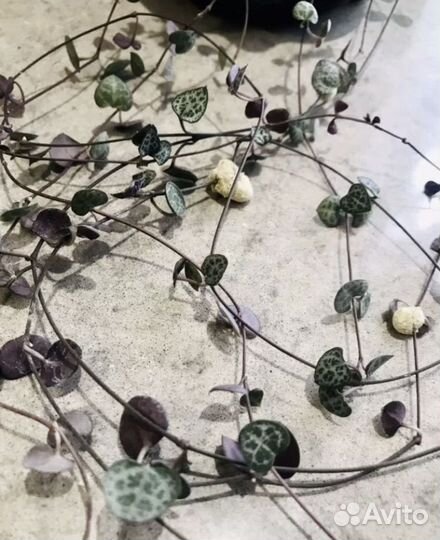 Церопегия вуда