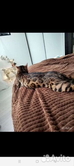 Бенгальский кот вязка