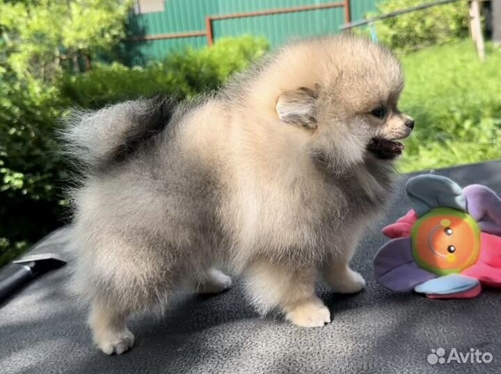 Померанский шпиц мини