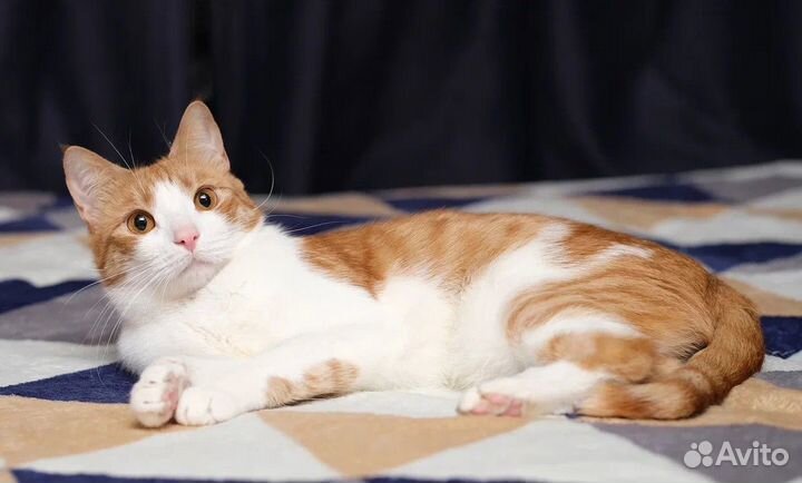 Котик Армани у которого не было детства