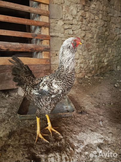 Петухи породистые