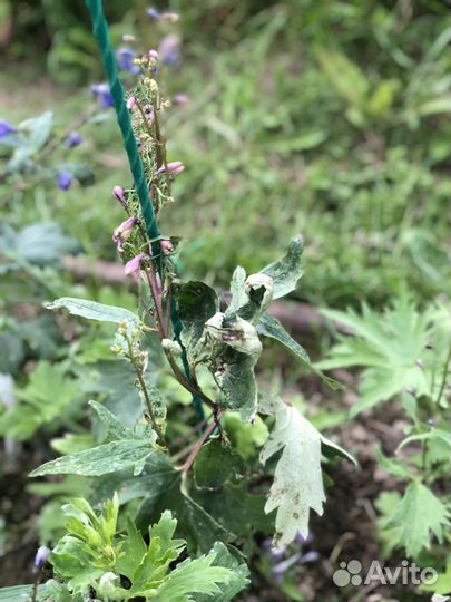 Дельфиниум новозеландский