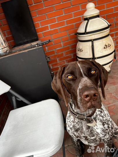 Курцхаар вязка