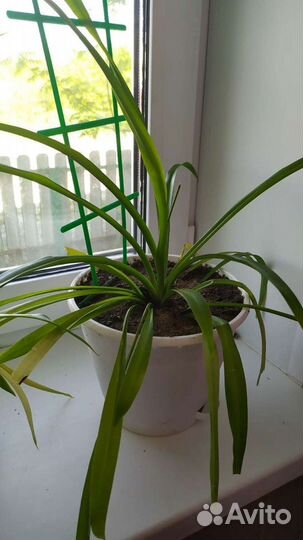 Хлорофитум