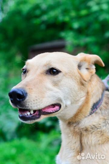 Смышленая Роза