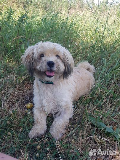 Маленький песик в добрые руки