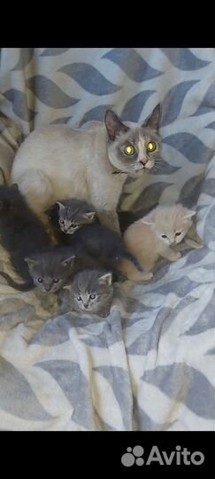 Тайские котята бесплатно