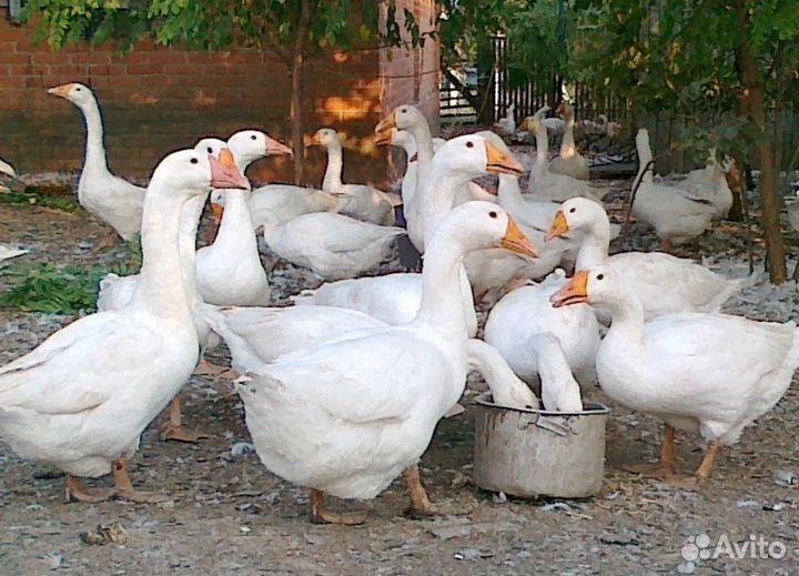 Птичье подворье здоровый молодняк