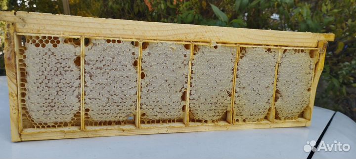 Натуральный мёд в сотах минирамки 2024 года (опт)