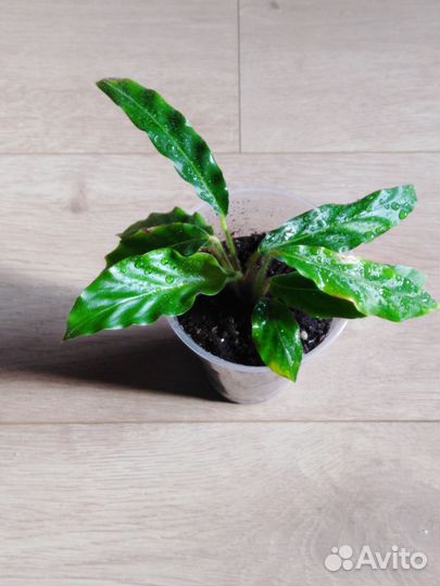 Растения в доме