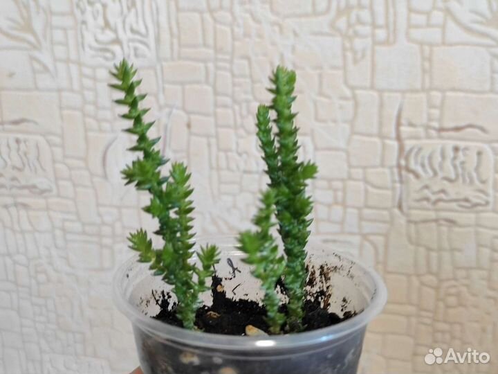 Красула плауновидная