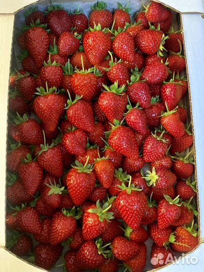 Клубника нсд. флорида бьюти