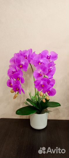 Орхидея ночник