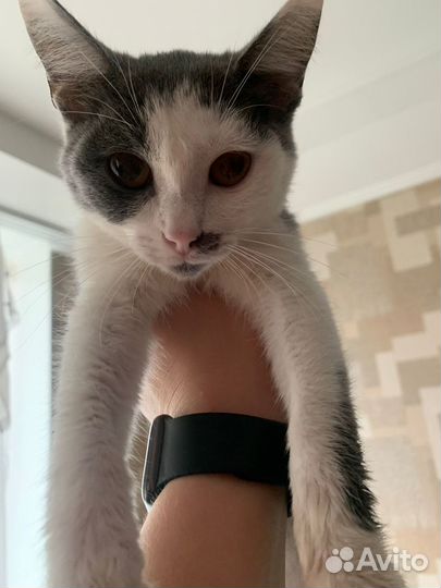 Котик котенок в добрые руки