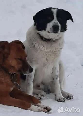 Собака в беде