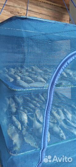 Сушилка для рыбы