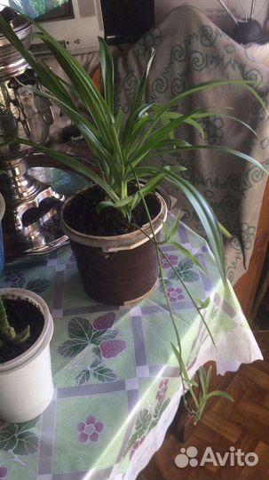 Цветы комнатные