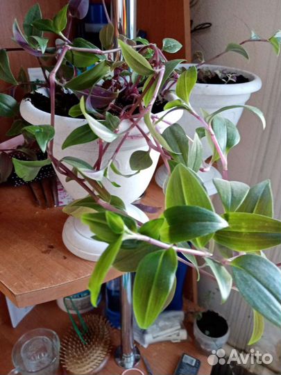 Традесканция