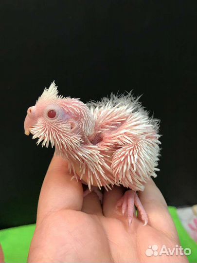 Выкормыши попугаев