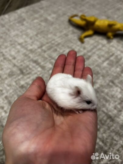 Джунгарский хомяк маленький