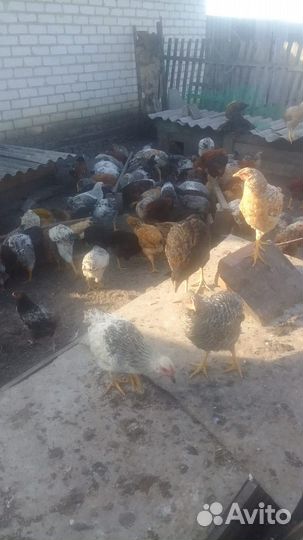 Домашняя птица