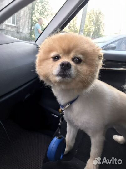 Шпиц мальчик ищет девушку