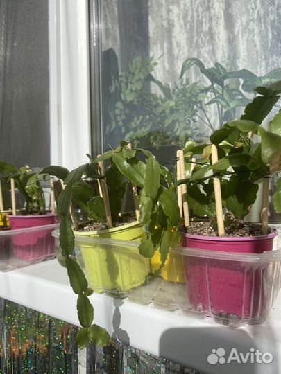 Цветок Декабрист шлюмбергера