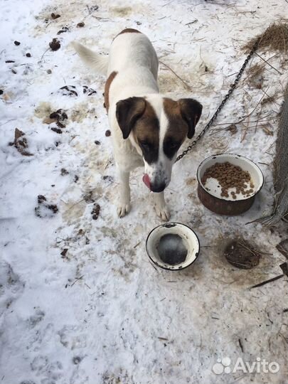 Собака охранная