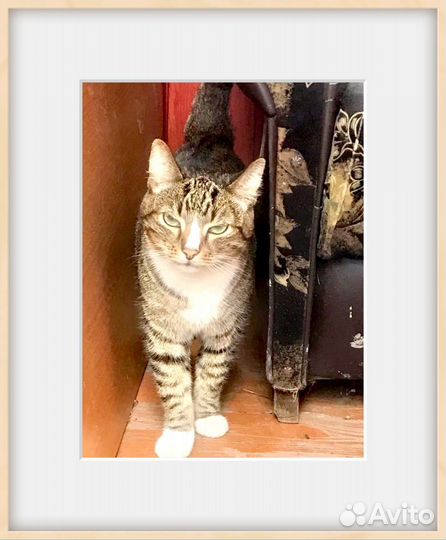 Зеленоглазый красотун в добрые руки