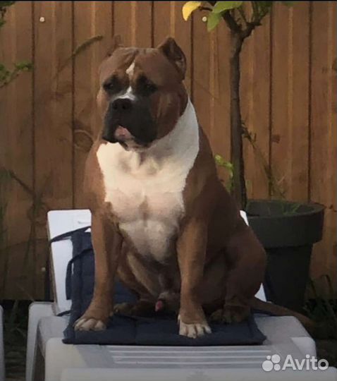 Американский булли вязка