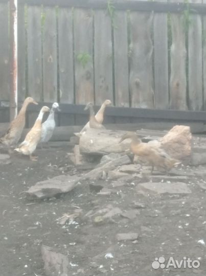 Утки индийский бегунок