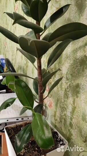 Фикус эластика робуста