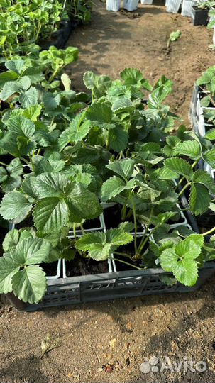 Земклубника Купчиха