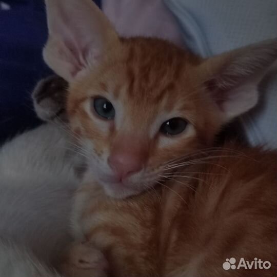Ориентальные котята
