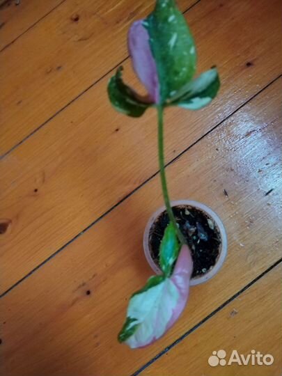 Сингониумы т 25,Ред спот триколор