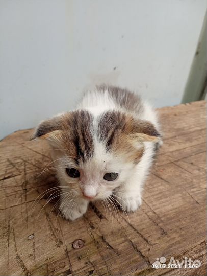 Котята, отдам в добрые руки