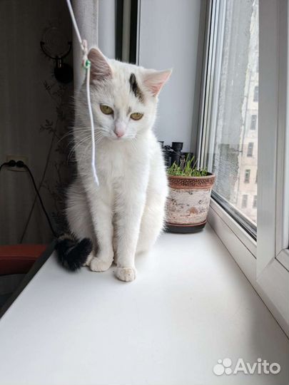 Кошки в добрые руки бесплатно