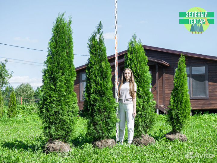 Туя смарагд 2 м свежая копка 2023