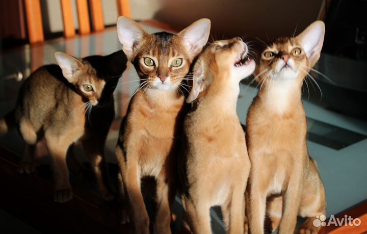 Абиссинские котята