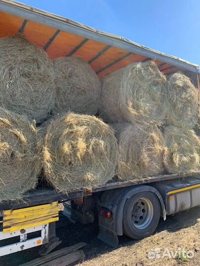 Сено в рулонах по 40 штук