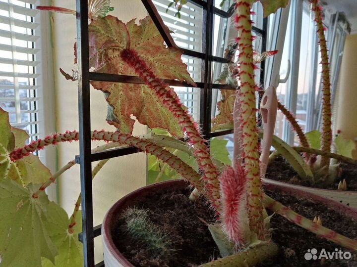 Бегония борщевиколистная