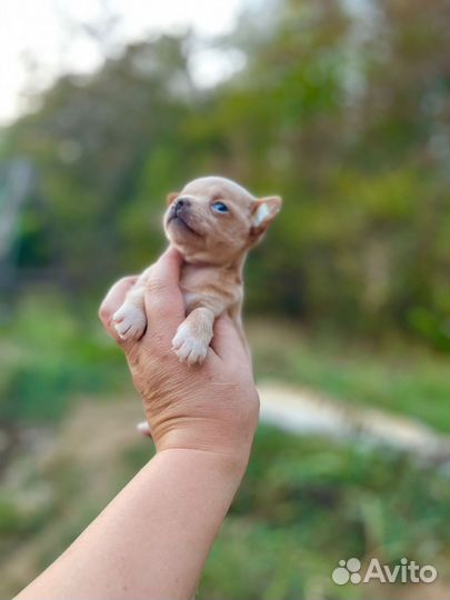 Мальчики и девочки чихуа