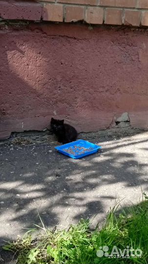 Котятам нужен дом