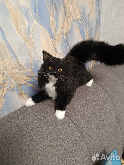 Мейн Кун котенок. Мягкая игрушка. Ручная работа