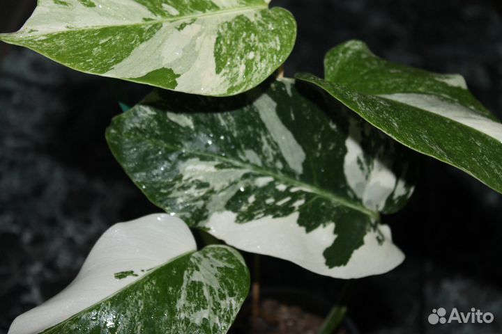 Монстера вариегатная альба