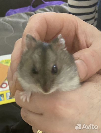 Джунгарский хомяк бесплатно